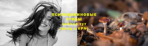 гидра Богданович